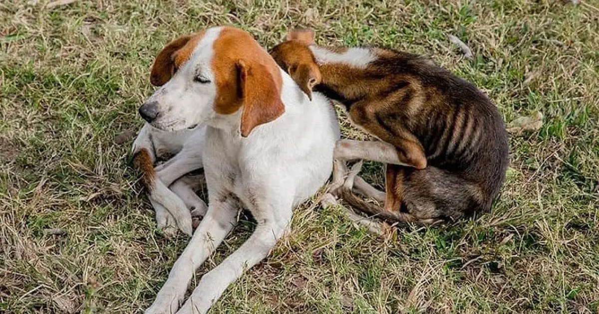 Sancionada lei que institui campanha de prevenção ao abandono de animais em Corumbá