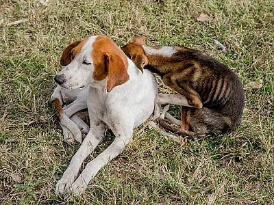 Sancionada lei que institui campanha de prevenção ao abandono de animais em Corumbá