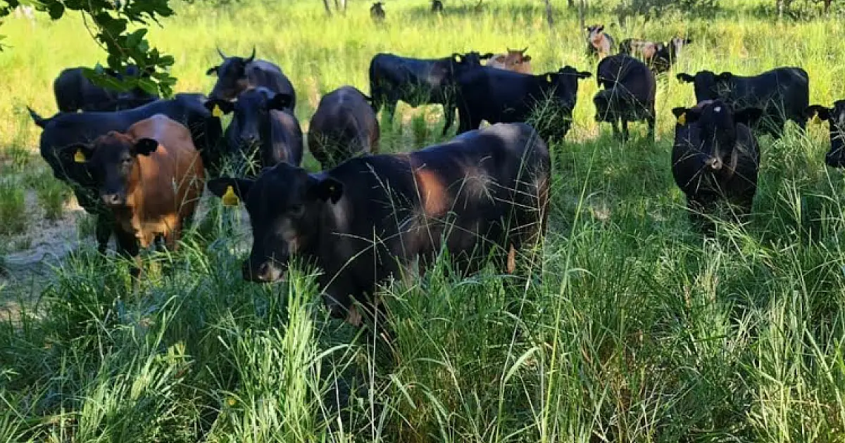 Acordo entre ABPO e Wetlands promove Indicação de Procedência da carne pantaneira