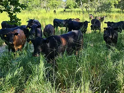Acordo entre ABPO e Wetlands promove Indicação de Procedência da carne pantaneira