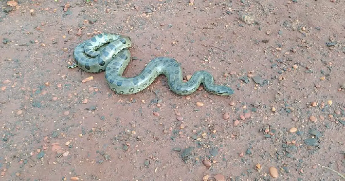 Sucuri de quase três metros é a 5ª serpente capturada na área urbana este ano