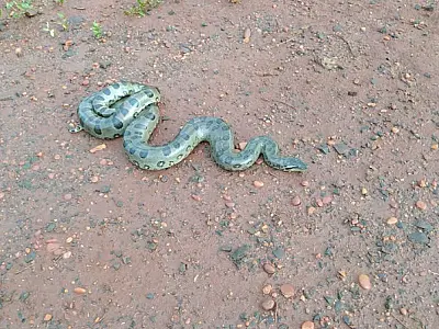Sucuri de quase três metros é a 5ª serpente capturada na área urbana este ano