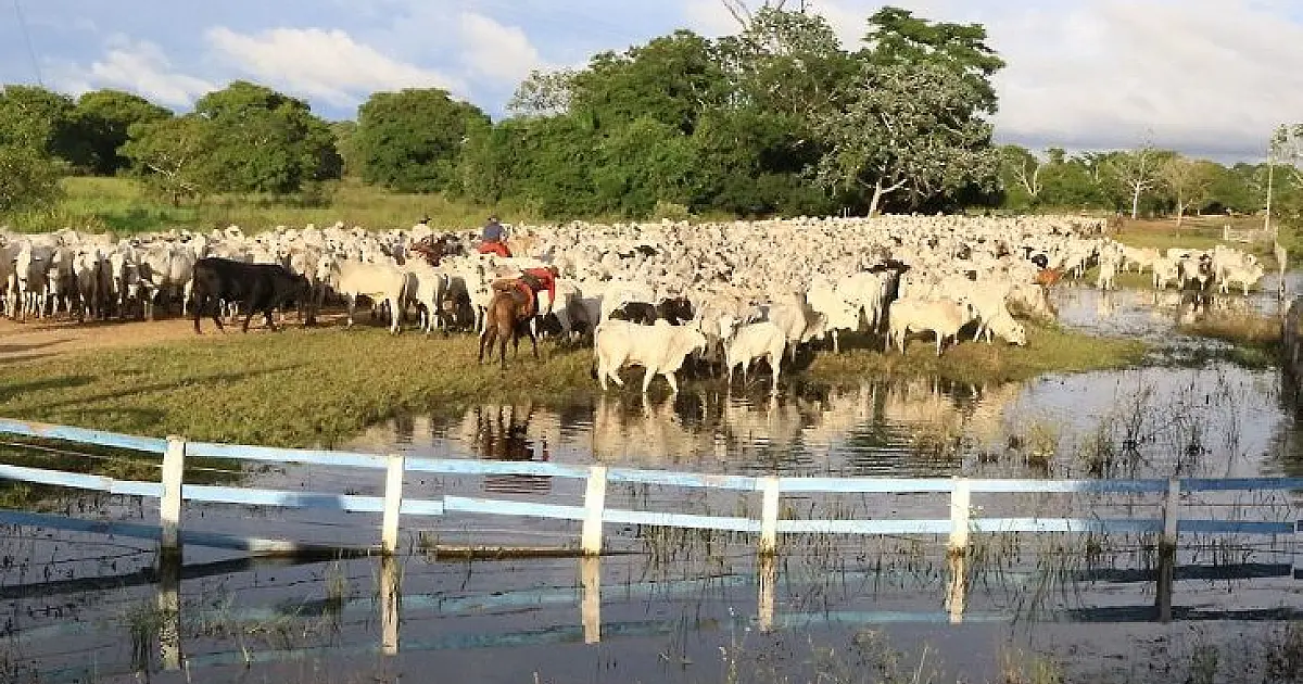 Com prorrogação do prazo, atualização cadastral de rebanhos segue até final de dezembro