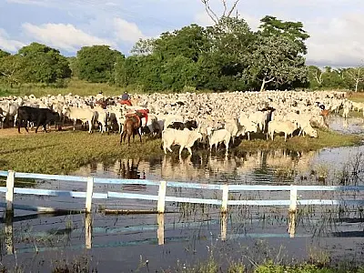 Com prorrogação do prazo, atualização cadastral de rebanhos segue até final de dezembro