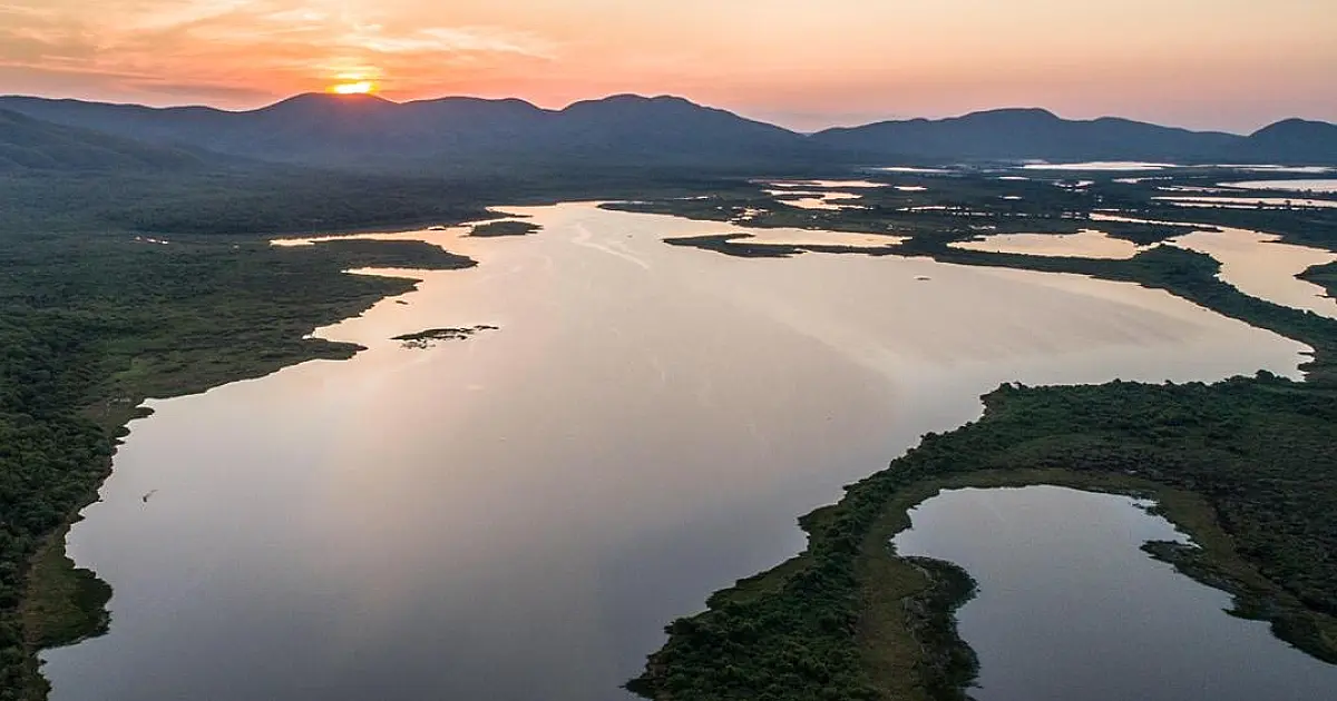 Onça-pintada torna-se referência para conservação do Pantanal com projeto inédito no Brasil