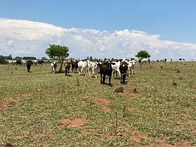 Assentado é multado em R$ 200 mil por usar área protegida para criação de bovinos