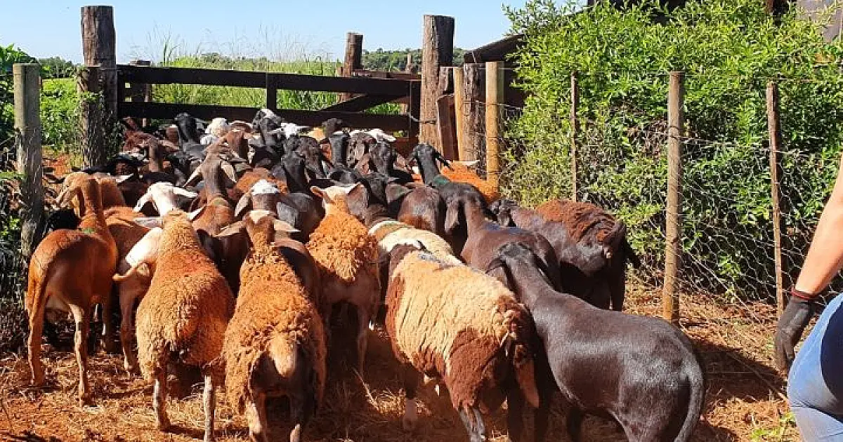 Produtores de ovinos e caprinos terão prazo de um ano para regularizar rebanhos sem multas