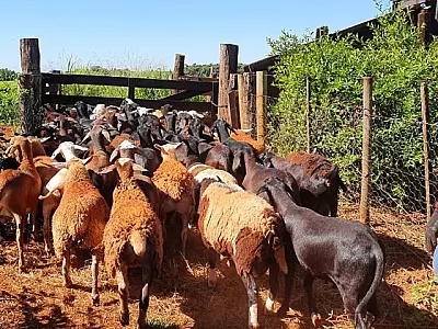Produtores de ovinos e caprinos terão prazo de um ano para regularizar rebanhos sem multas