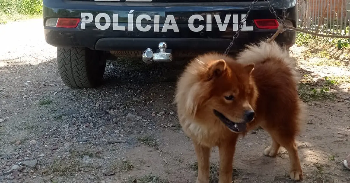Cão é resgatado após denúncia de maus-tratos no bairro Jardim dos Estados