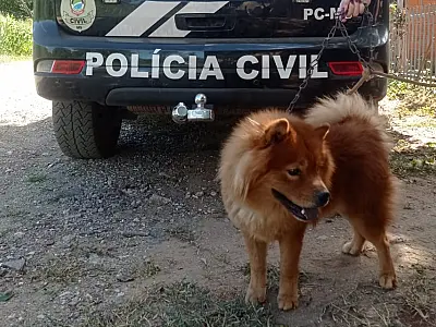 Cão é resgatado após denúncia de maus-tratos no bairro Jardim dos Estados
