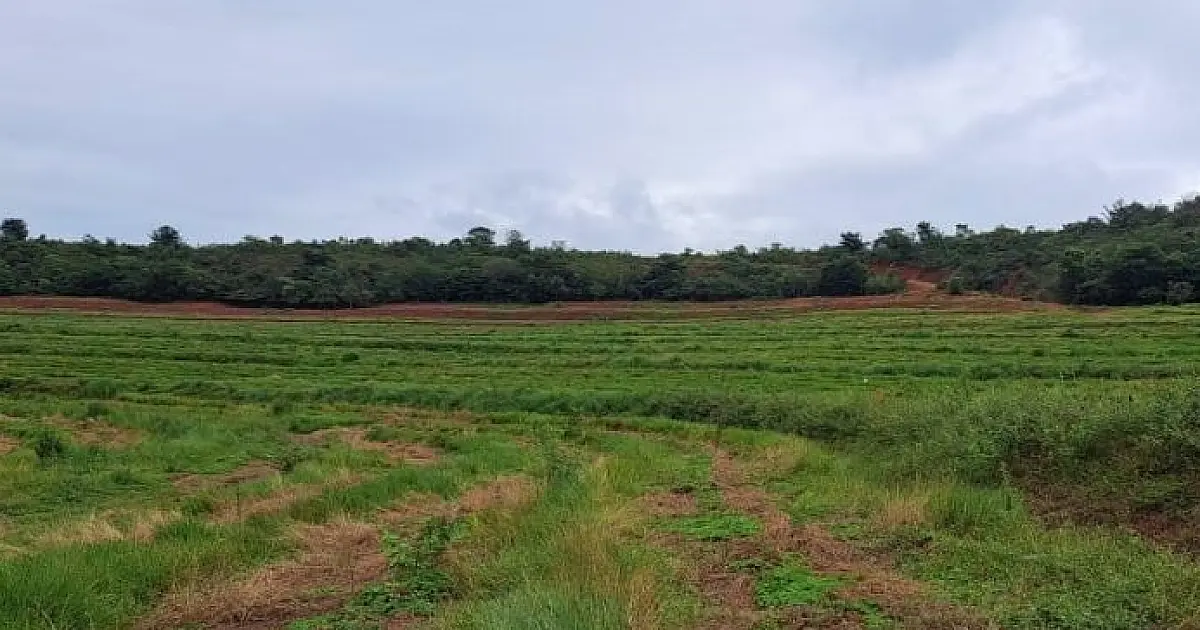 Projeto "Sementes do Taquari" faz plantio de mudas nativas para recuperar áreas degradadas