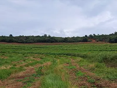 Projeto "Sementes do Taquari" faz plantio de mudas nativas para recuperar áreas degradadas