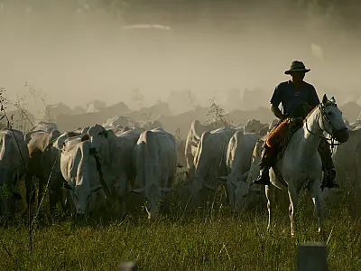 Pantaneiros cobram aplicação do estudo sobre "boi bombeiro"