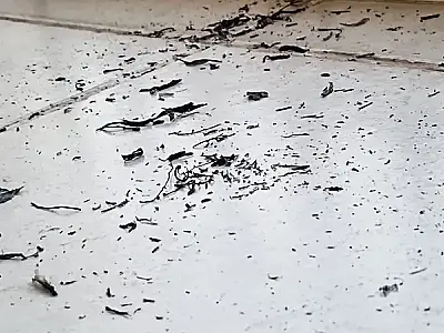 Fumaça provocada pelas queimadas no Pantanal exige cuidados extras com a saúde