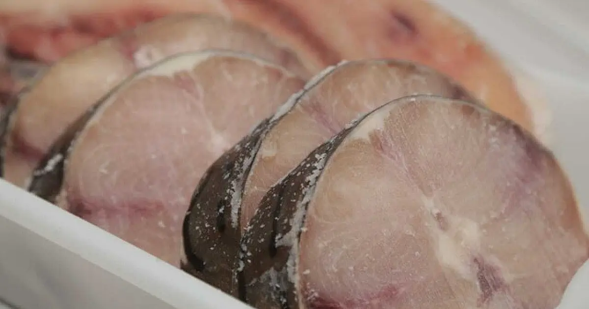 Em extinção, pintado continuará nos balcões de peixarias e sem mudar preço