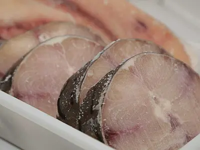 Em extinção, pintado continuará nos balcões de peixarias e sem mudar preço
