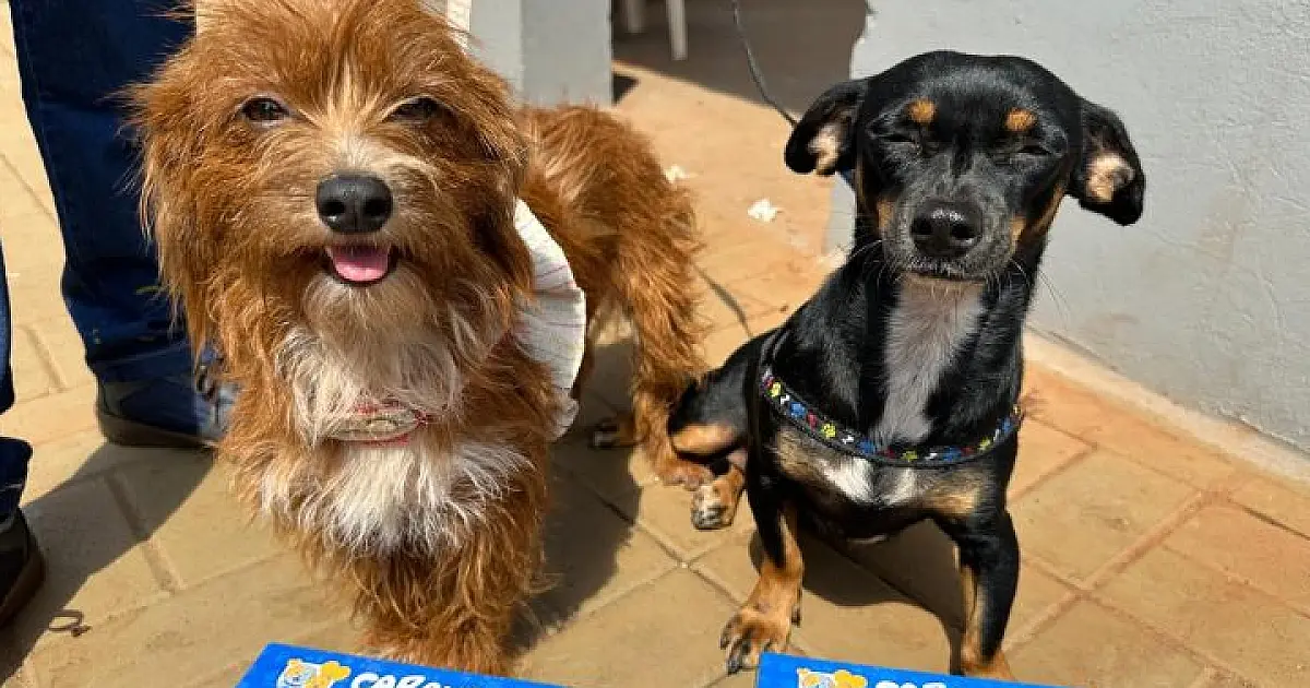 Caravana da Castração de MS supera metas e beneficia milhares de animais