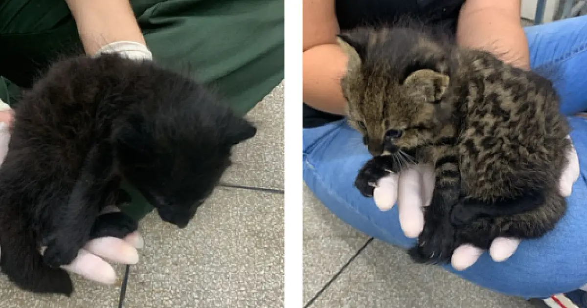 Dois filhotes de gato palheiro são resgatados de incêndio; um possui condição genética rara