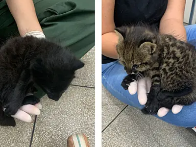Dois filhotes de gato palheiro são resgatados de incêndio; um possui condição genética rara