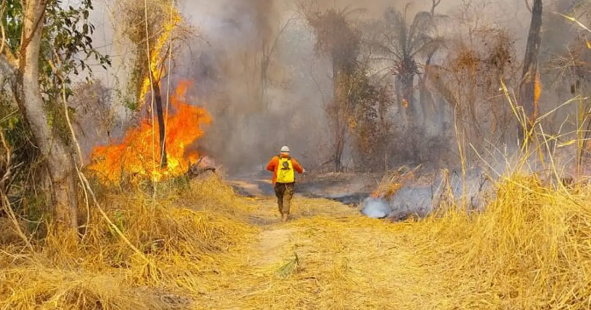 Incêndios no Pantanal já consumiram mais de 15% do bioma neste ano