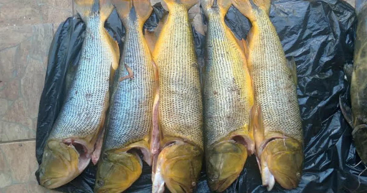 Deputados aprovam proibição da pesca do Dourado por mais um ano em MS
