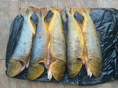 Deputados aprovam proibição da pesca do Dourado por mais um ano em MS