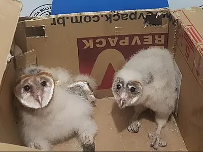 Filhotes de coruja são resgatados após caírem do ninho
