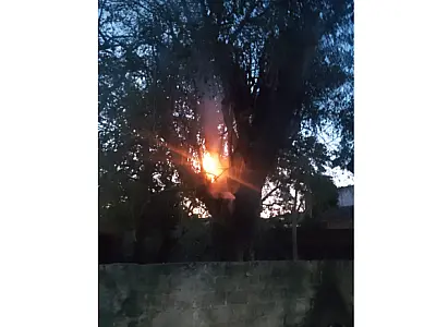 Incêndio consome vegetação e destrói árvore em Ladário