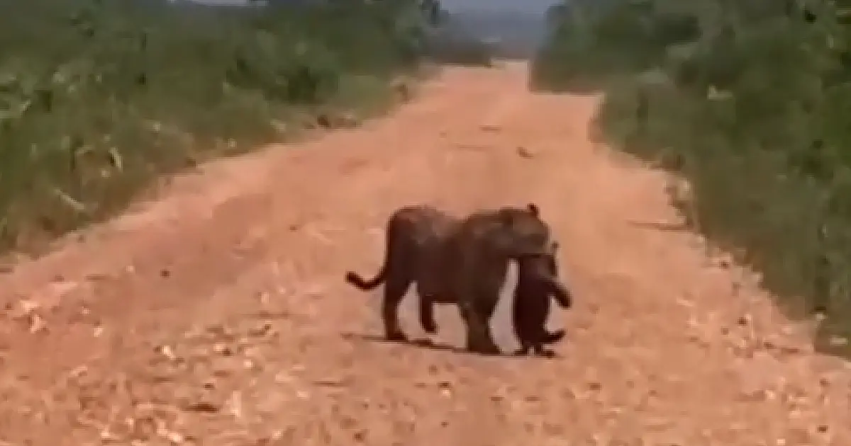 Onça-pintada é flagrada carregando filhote pela boca em fazenda de Miranda