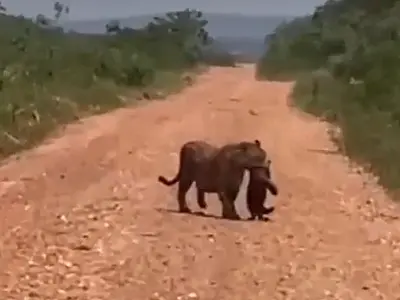 Onça-pintada é flagrada carregando filhote pela boca em fazenda de Miranda