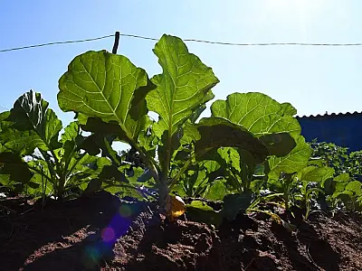 Congresso debate temas relacionados a nutrição e saúde