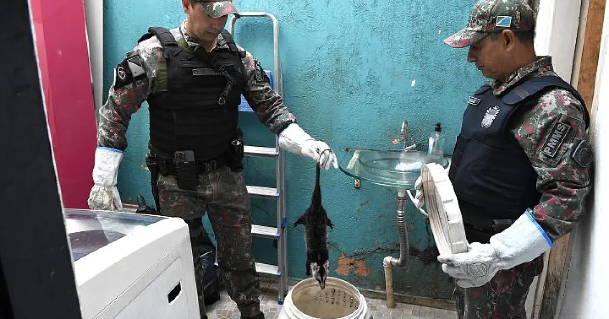 "Animal silvestre não é Pet", alerta PMA sobre os riscos da captura