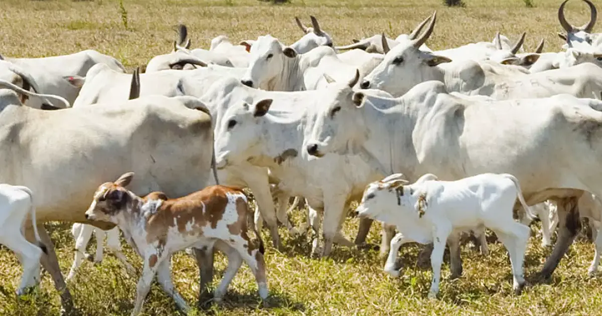 Ladrões de gado tentam matar caseiro que flagrou furto em fazenda