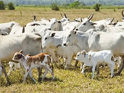 Ladrões de gado tentam matar caseiro que flagrou furto em fazenda
