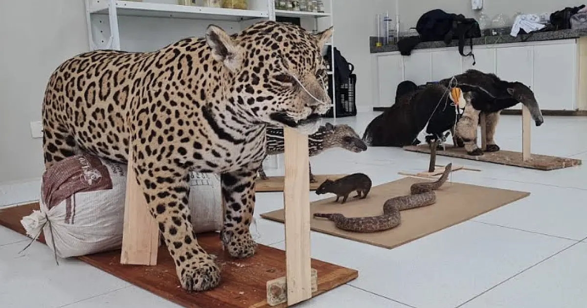 Bioparque Pantanal recebe onça-pintada, arada e filhote de anta empalhados para Educação Ambiental