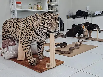 Bioparque Pantanal recebe onça-pintada, arada e filhote de anta empalhados para Educação Ambiental