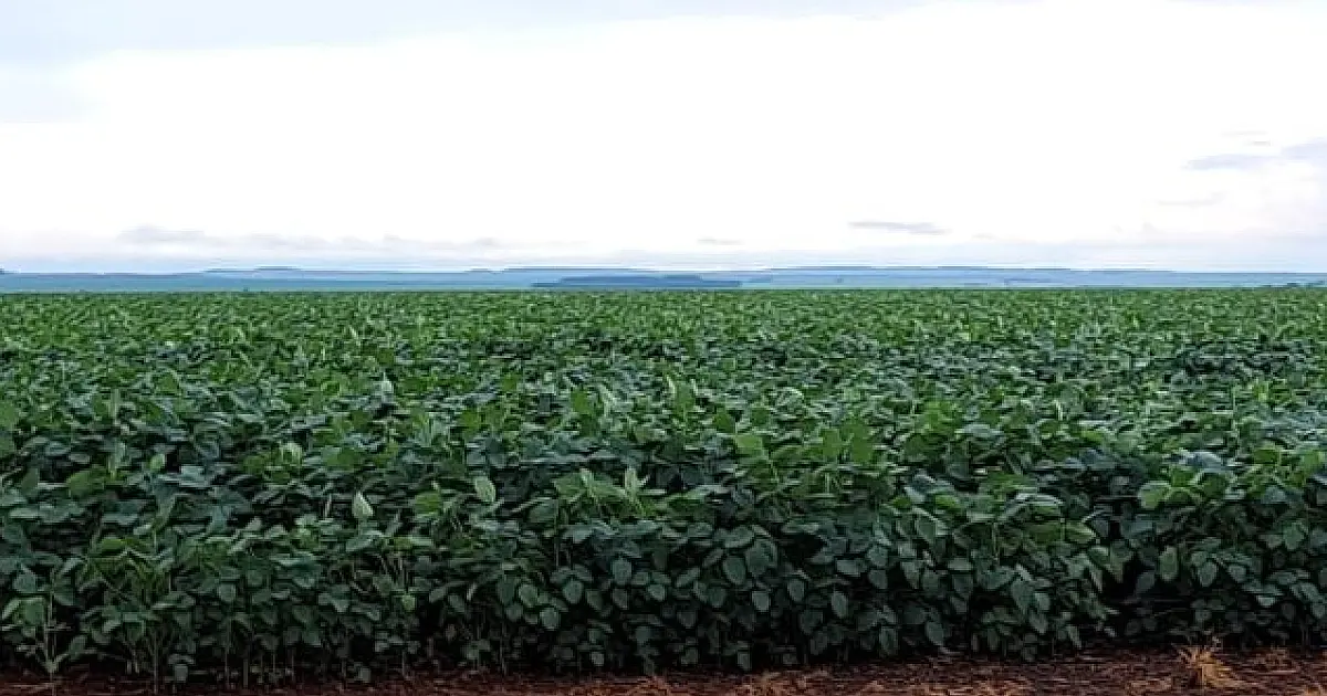 Clima favorável e expansão de áreas devem permitir safra de soja recorde em MS