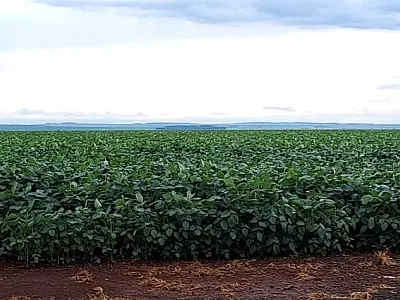 Clima favorável e expansão de áreas devem permitir safra de soja recorde em MS