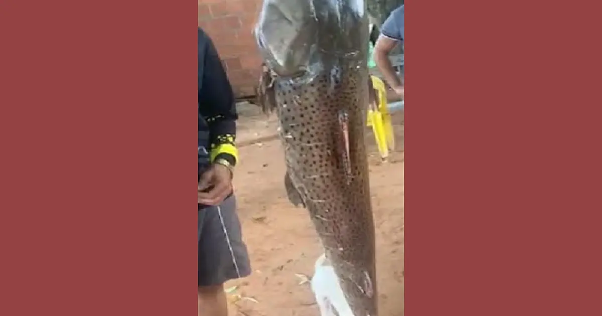 Homem é multado por pesca ilegal após exibir imagens na rede social
