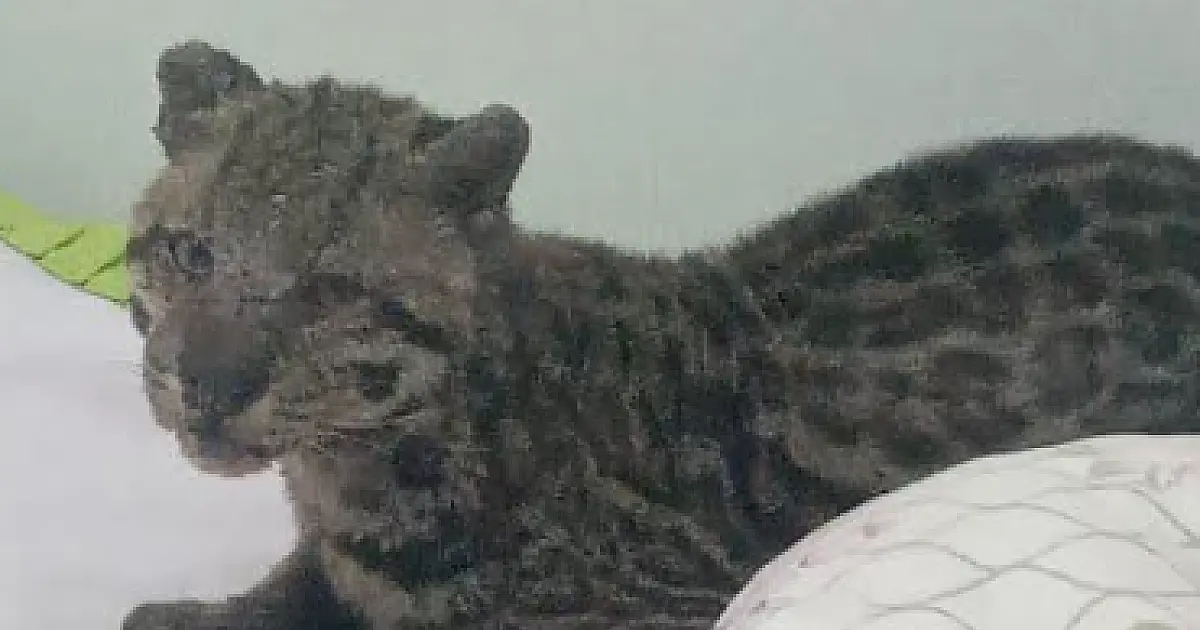 Jaguatirica é encontrada em cima da cama de uma criança em Nioaque