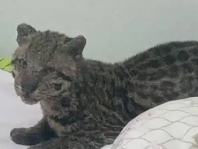 Jaguatirica é encontrada em cima da cama de uma criança em Nioaque