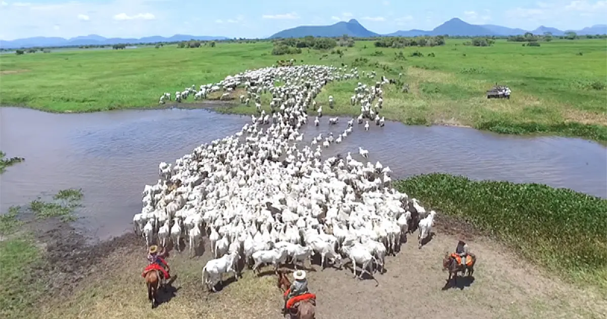 Pantanal está na lista anual dos melhores lugares do mundo da TIME
