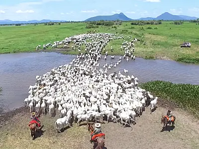 Pantanal está na lista anual dos melhores lugares do mundo da TIME
