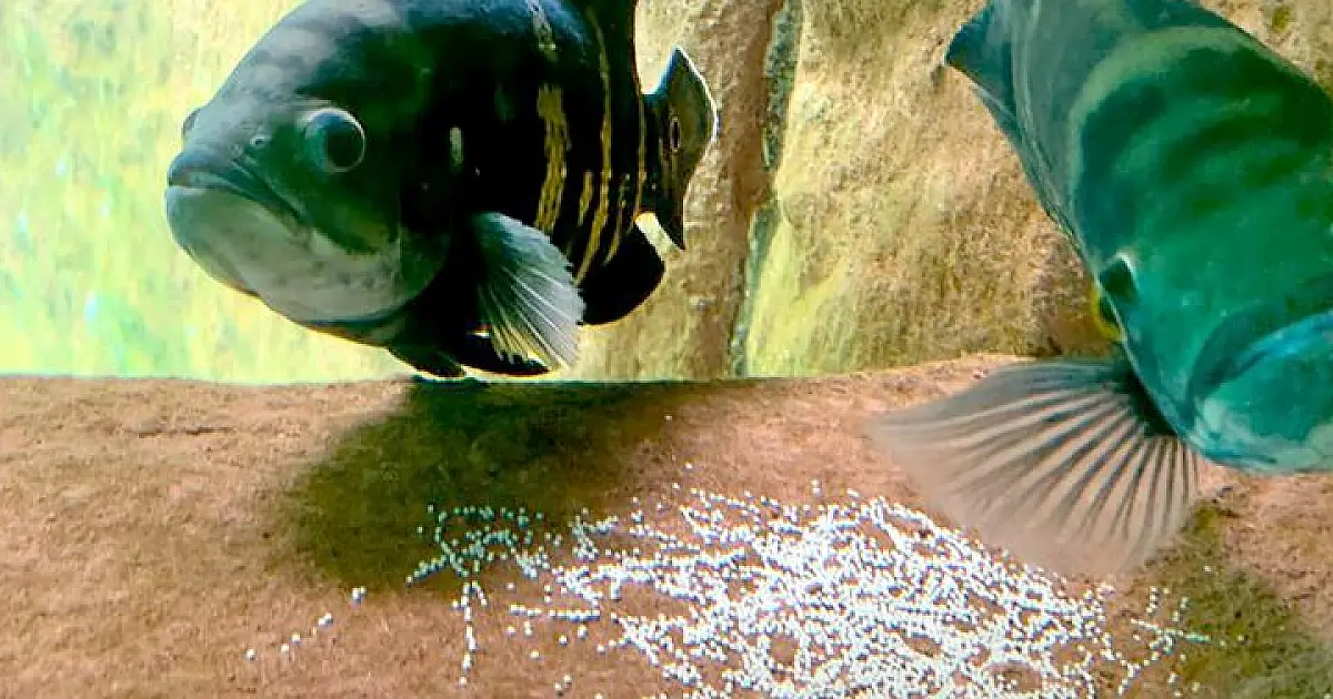 Parâmetros ideais em tanque do Bioparque Pantanal garantem reprodução espontânea de peixes