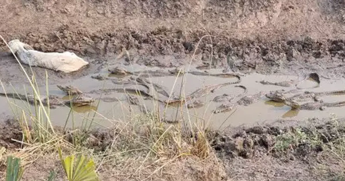 Seca faz gado e jacarés sofrerem atolados em lama no Pantanal de Nabileque