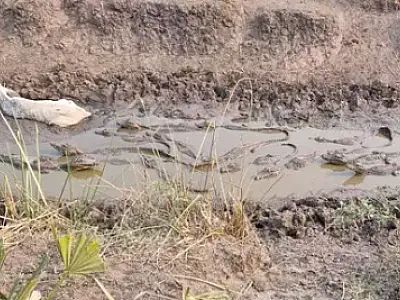 Seca faz gado e jacarés sofrerem atolados em lama no Pantanal de Nabileque