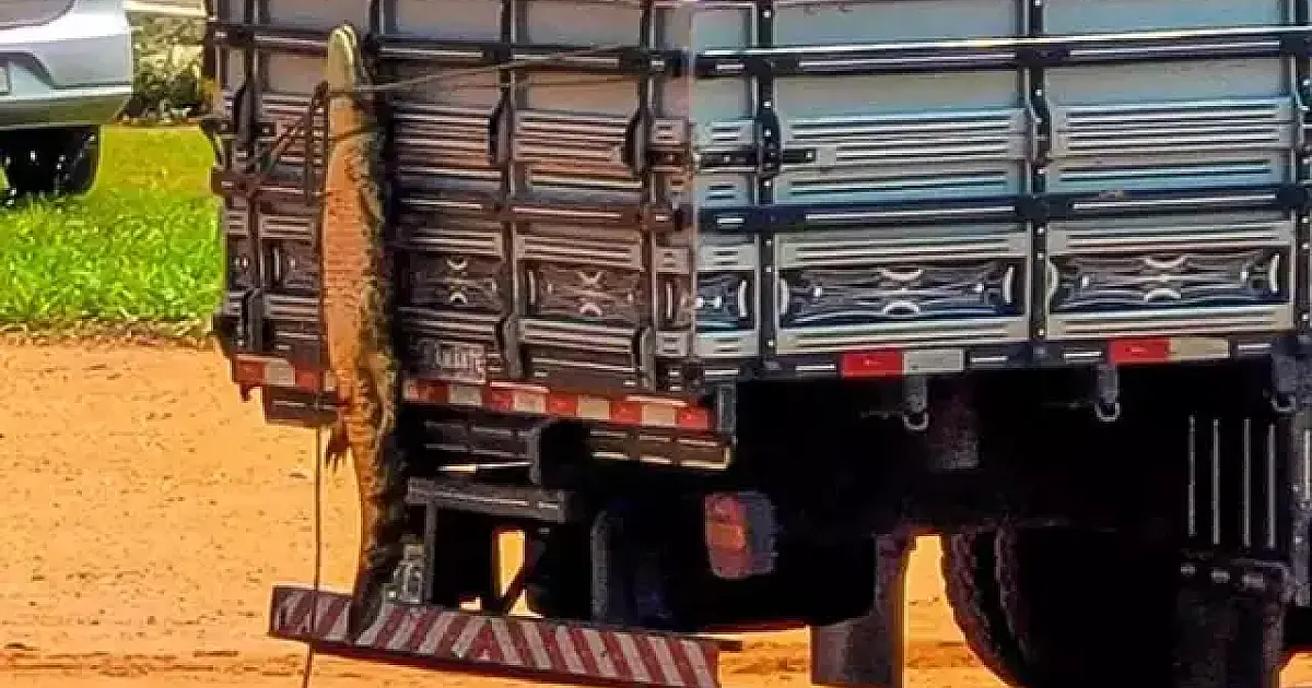 Jacaré é capturado e pendurado na carroceria de caminhão