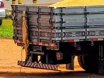 Jacaré é capturado e pendurado na carroceria de caminhão