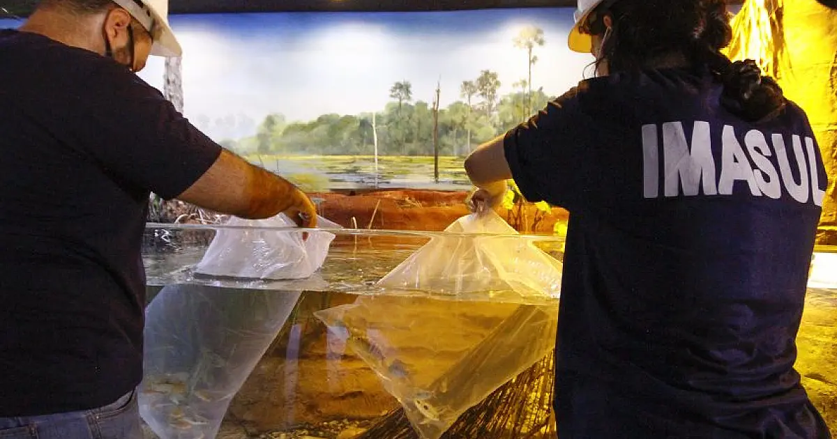 Circuito interno de tanques do Aquário do Pantanal começa a receber peixes