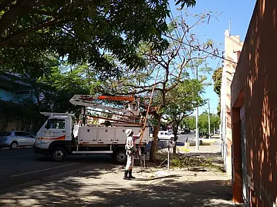 Matheus pede podas preventivas para evitar problemas na rede elétrica da cidade
